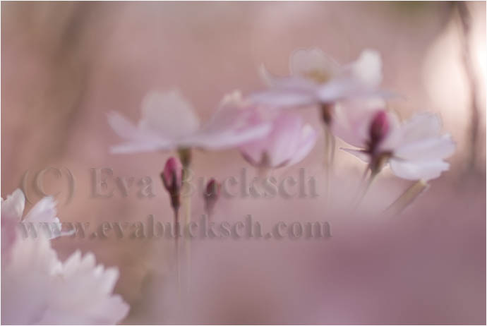 Blomsterdr&ouml;m - foto av Eva Bucksch